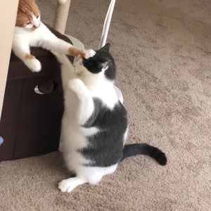 Meet your Posher, Yijing